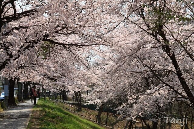 02 2009 96 将監の桜並木、将監沼風致公園、宮城県仙台市泉区、画像.jpg