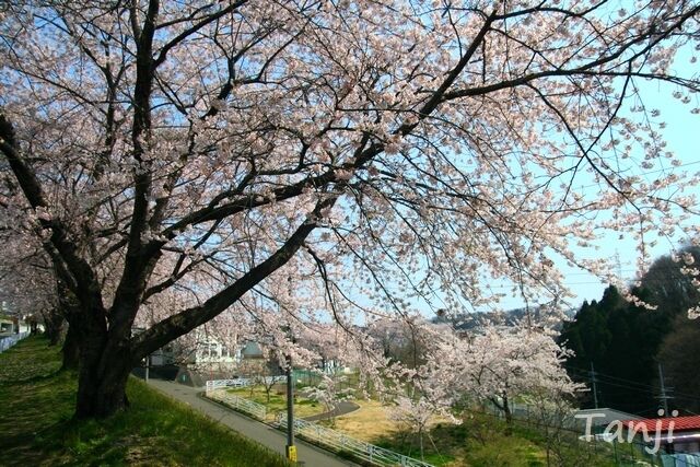 03 96 2007 桜画像、バス停「山の寺一丁目公園前」バス通りの桜並木、宮城県仙台市、Tanji.jpg