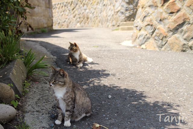 09 画像、猫島、田代島、宮城県、Tashiro-jima、Cat islands、Japan.jpg