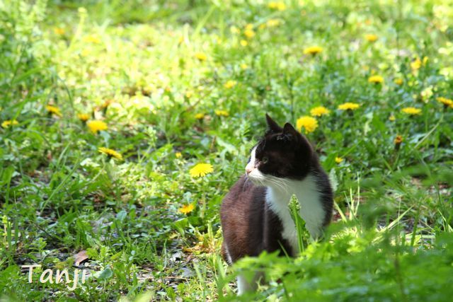 01 画像、猫島、田代島、宮城県、Tashiro-jima、Cat islands、Japan.jpg