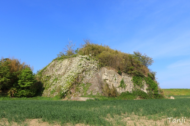 01　野蒜、白いフジの花が生えた岩、宮城県東松島市 TANJI