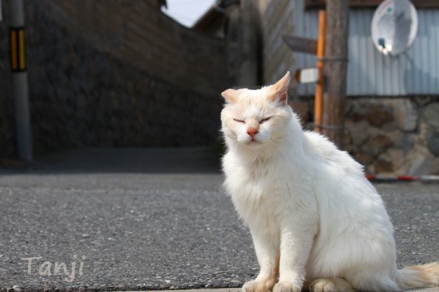 07 画像、猫島、田代島、宮城県、Tashiro-jima、Cat islands、Japan.jpg