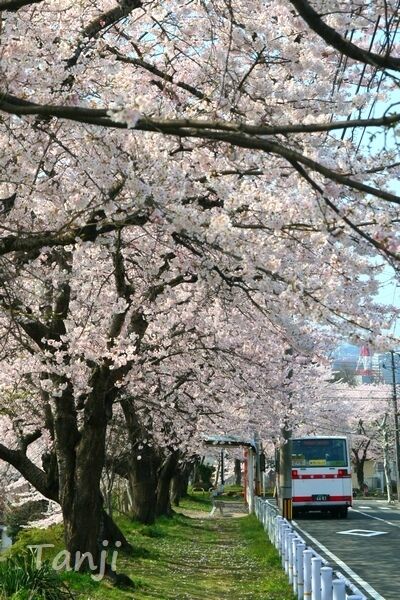 04 96 2007 桜画像、バス停「山の寺一丁目公園前」バス通りの桜並木、宮城県仙台市、Tanji.jpg