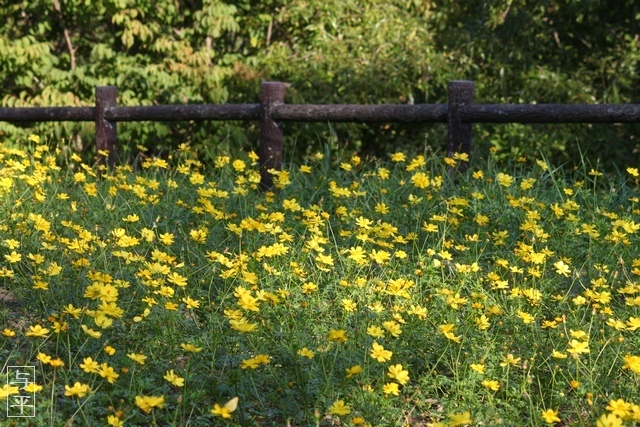 コスモス園・松山御本丸公園・宮城県大崎市・画像、仙台人が仙台観光をしてるブログ、与平