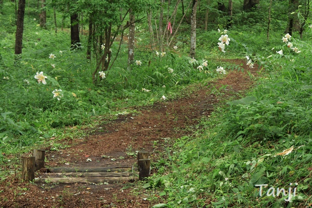 02 96 ヤマユリ、昭和万葉の森、宮城県大衡村、Tnaji