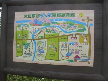 芋掘り (3)