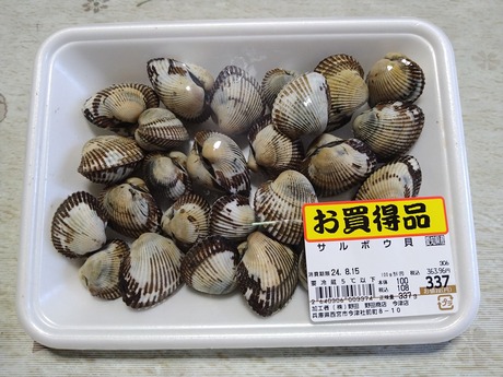 サルボウ貝
