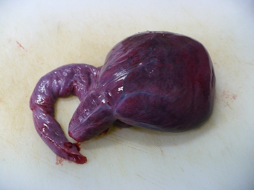 気仙沼郷土料理 (2)