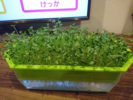 ブロッコリースプラウト