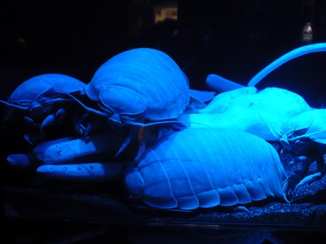 沼津深海水族館 (2)