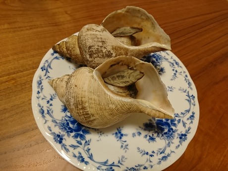 白ツブ貝