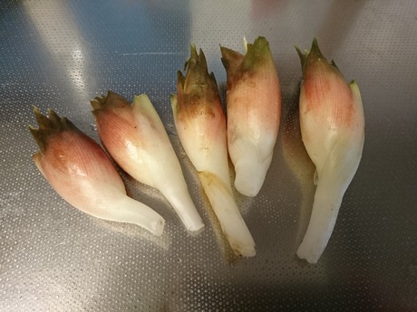 自家製みょうが