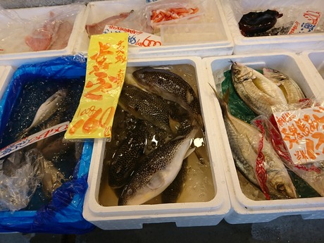 ショウサイフグ2