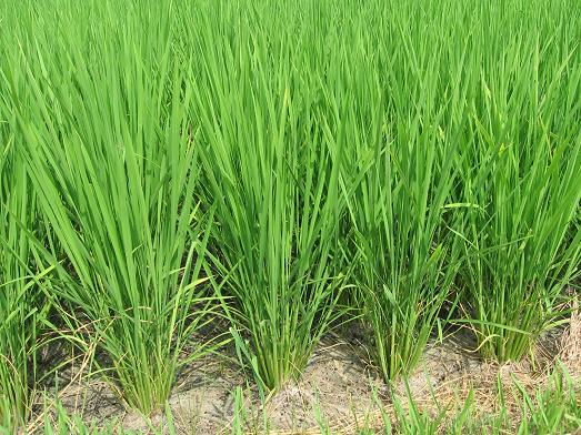 ���Ķӡ��洳��