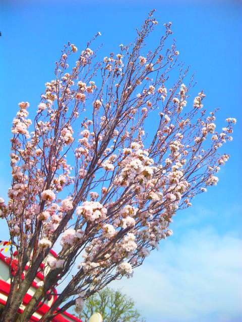 トゥーンタウンの姫りんごの花と天の川 純にっき