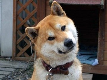 犬が首を傾げる衝撃の理由 たんかんニュース 犬が首を傾げる衝撃の理由 たんかんニュース