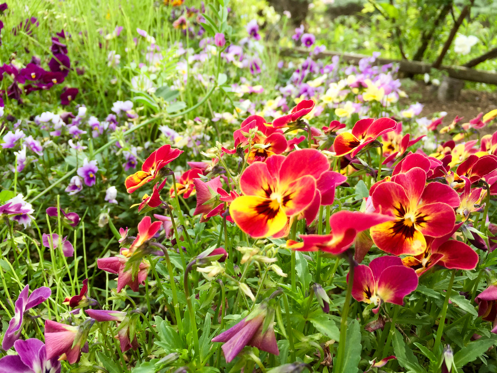 20160503_061134449_iOS