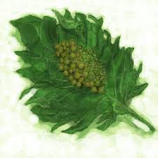 ダウンロード (2)