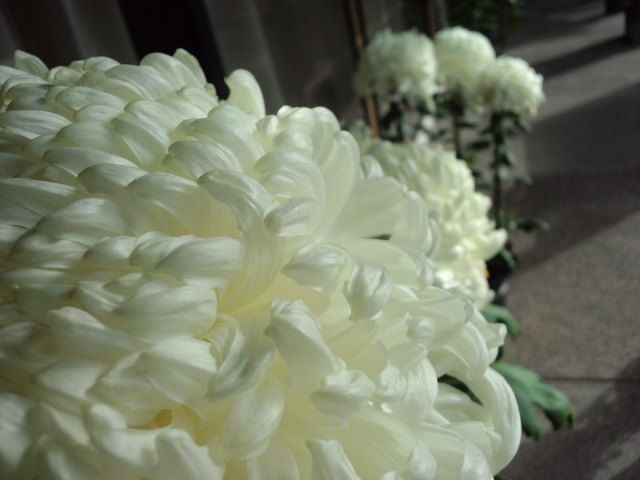 秋を代表する花といえば 菊 彦島太郎の四方山話