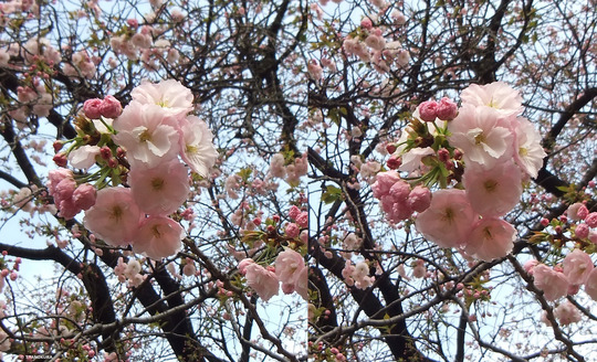 DSCF0628ba