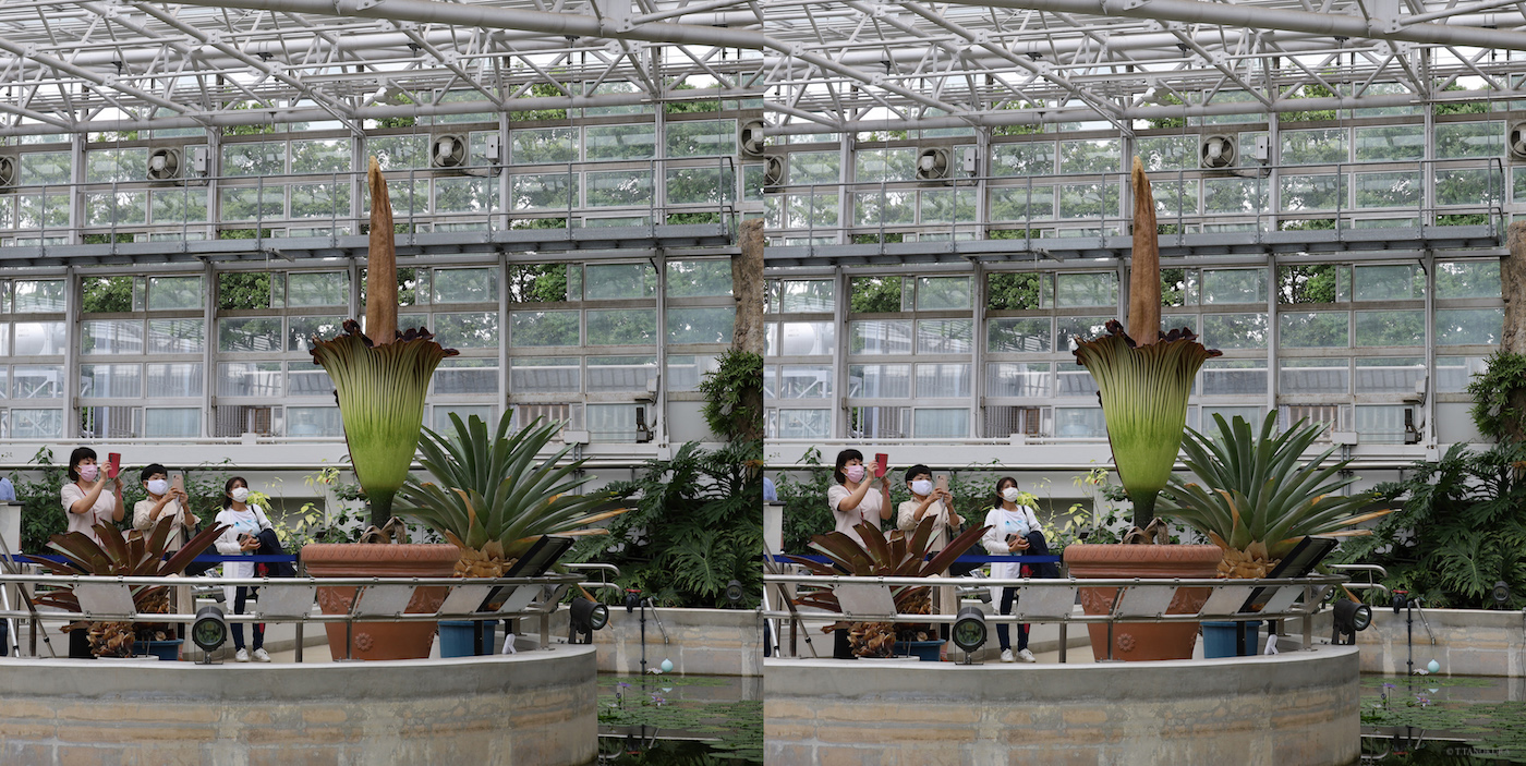 3d 神代植物公園 大温室 ショクダイオオコンニャク 発想法 情報処理と問題解決