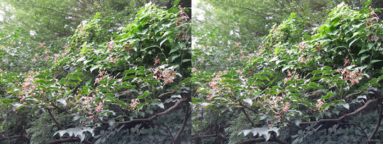 DSCF5984ab