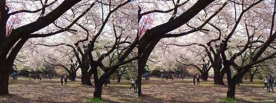 DSCF0690ba