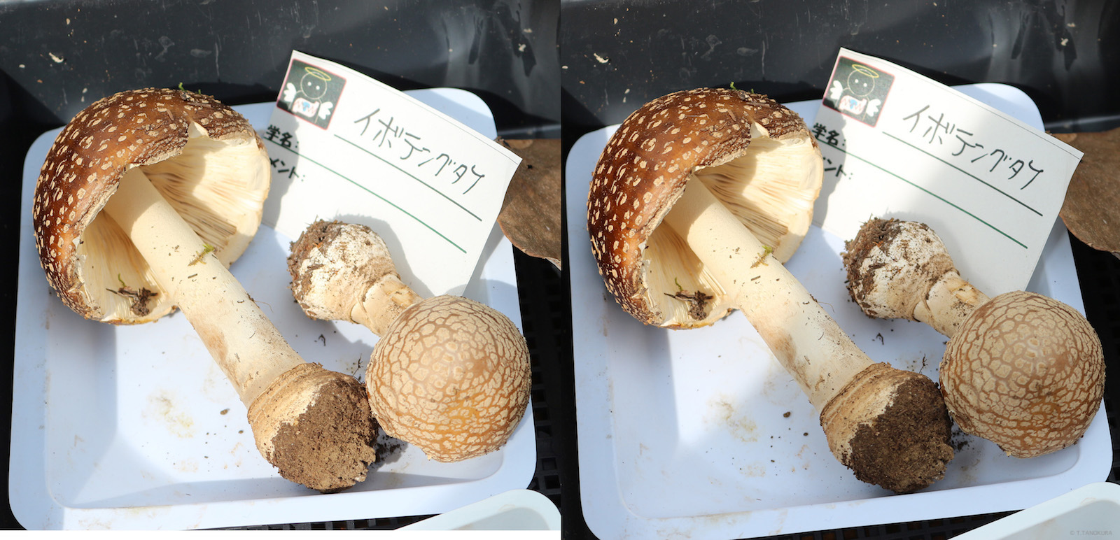 毒きのこに注意する きのこ展 筑波実験植物園 4 発想法 情報処理と問題解決 毒きのこに注意する きのこ展 筑波実験植物園 4 発想法 情報処理と問題解決