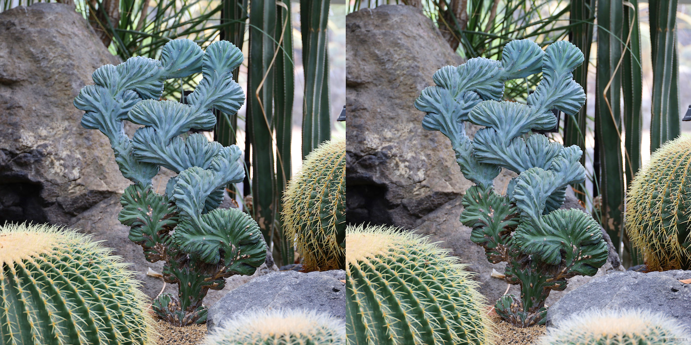 3d 咲くやこの花館 3 乾燥地植物室 発想法 情報処理と問題解決