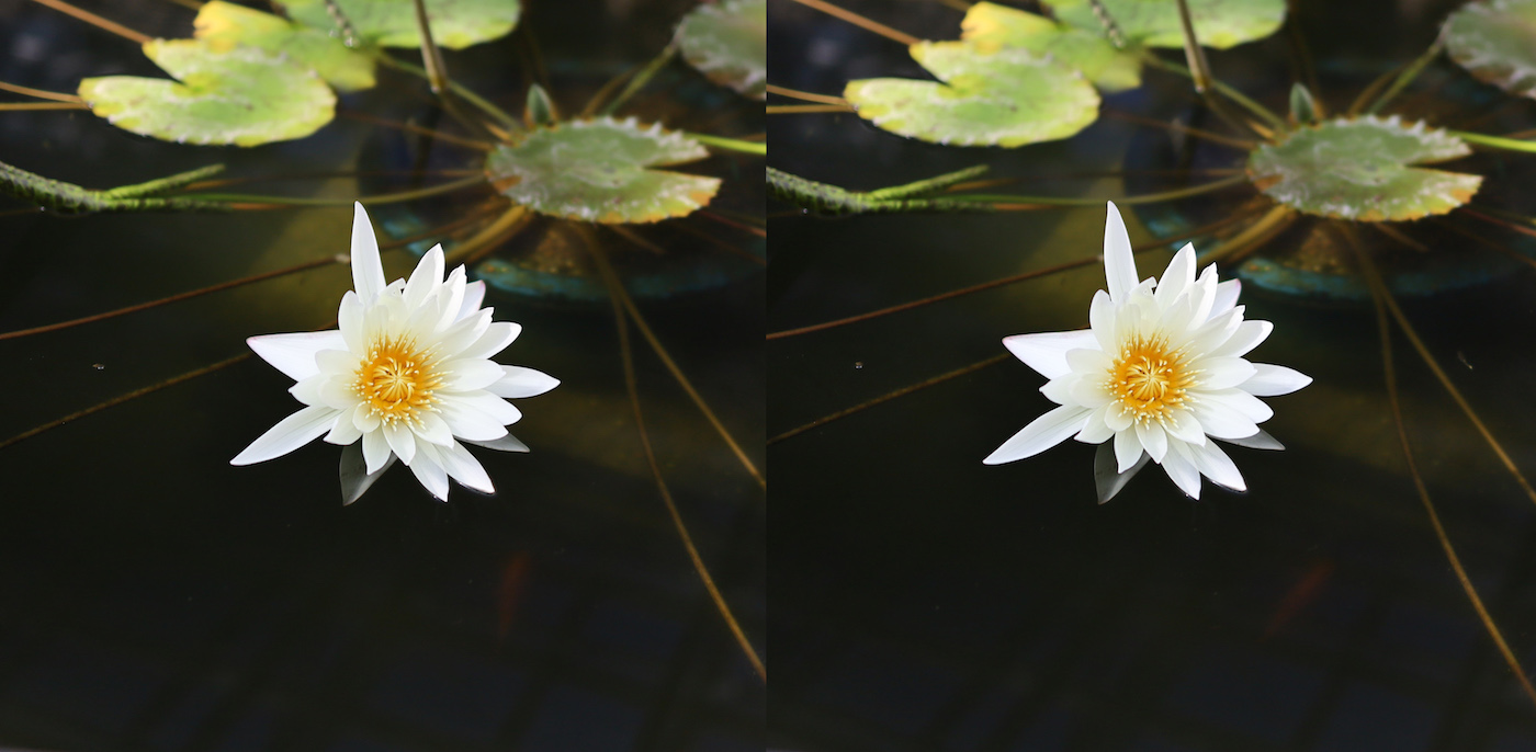 3d 神代植物公園 大温室 熱帯スイレン室 発想法 情報処理と問題解決