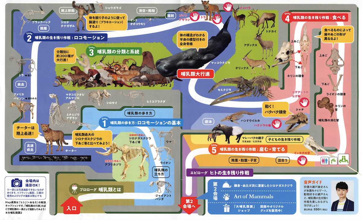 移動して環境に適応する - 特別展「大哺乳類展2｣（国立科学