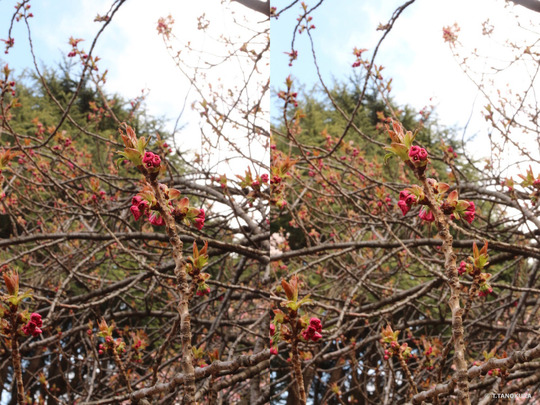 IMG_5202_3