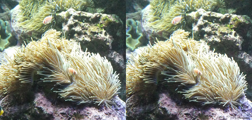 共生の事例をあつめる クマノミとイソギンチャク サンシャイン水族館 8 発想法 情報処理と問題解決