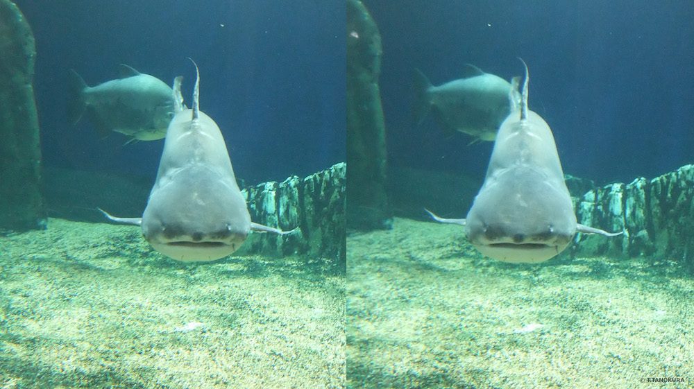 構造的情報と点的情報の両方をみる サンシャイン水族館 4 発想法 情報処理と問題解決