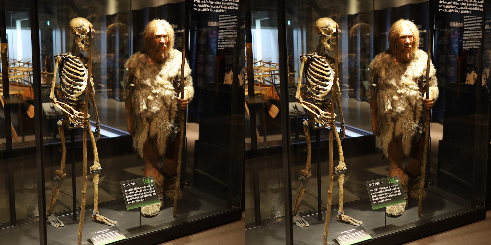 3d 国立科学博物館 人類の進化 1 発想法 情報処理と問題解決