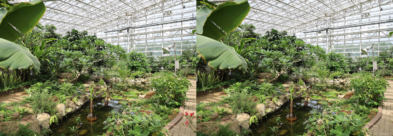 3d 神代植物公園 大温室 熱帯花木室 発想法 情報処理と問題解決