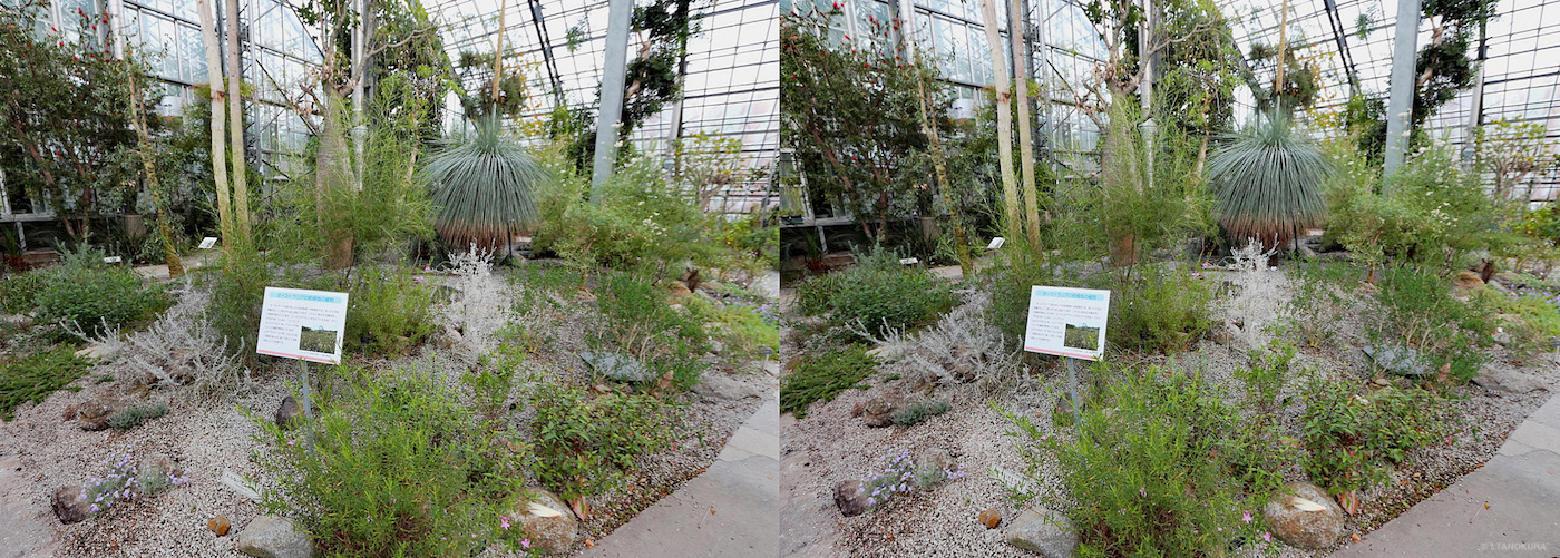 オーストラリアの乾燥地の植物 2 筑波実験植物園 サバンナ温室 発想法 情報処理と問題解決 オーストラリアの乾燥地の植物 2 筑波実験植物園 サバンナ温室 発想法 情報処理と問題解決