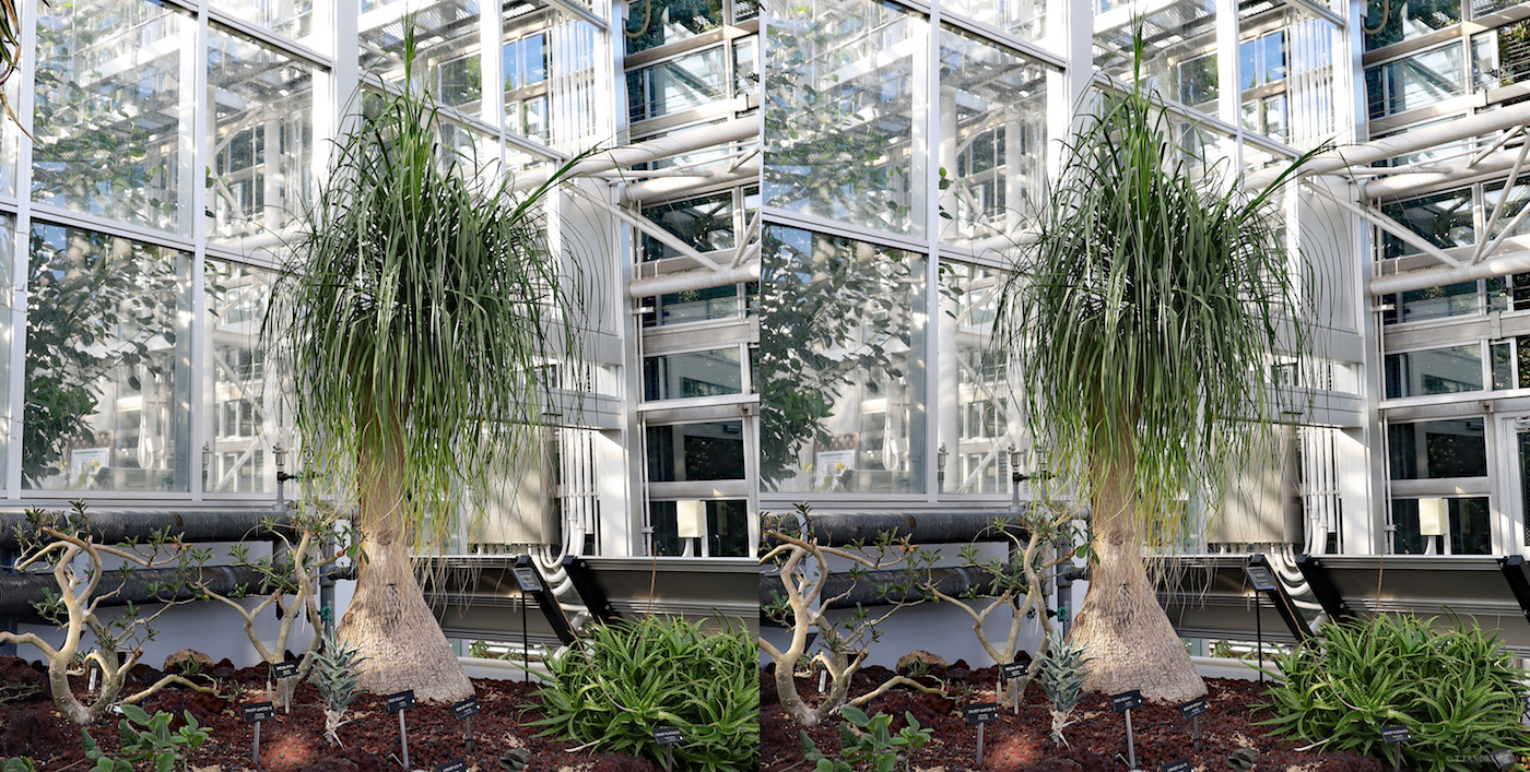 3d 神代植物公園 大温室 乾燥地植物室 発想法 情報処理と問題解決