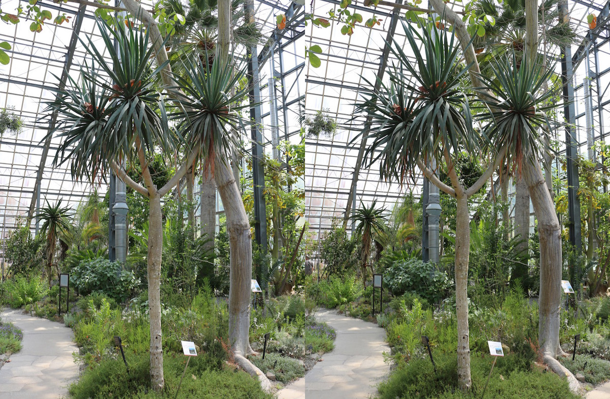 アフリカの乾燥地の植物 1 筑波実験植物園 サバンナ温室 発想法 情報処理と問題解決 アフリカの乾燥地の植物 1 筑波実験植物園 サバンナ温室 発想法 情報処理と問題解決