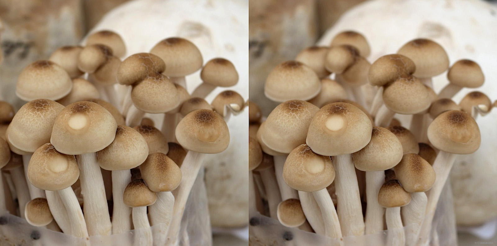 食用きのこ きのこ展 筑波実験植物園 2 発想法 情報処理と問題解決