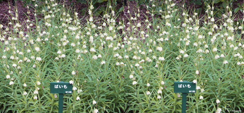 視野を活性化する 自然教育園 21 発想法 情報処理と問題解決