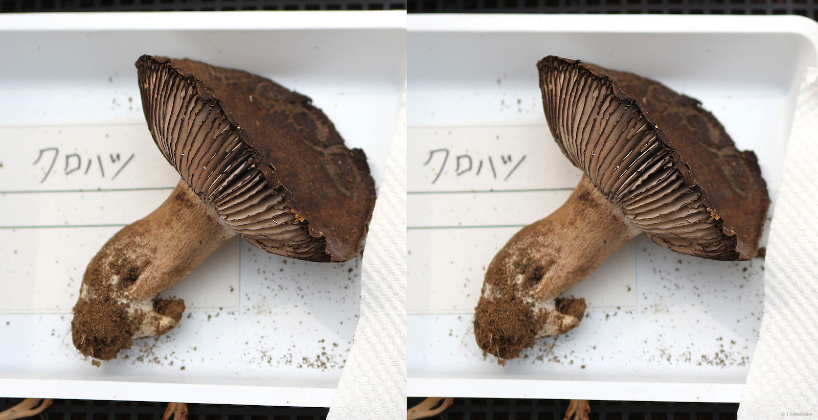 毒きのこに注意する きのこ展 筑波実験植物園 4 発想法 情報処理と問題解決 毒きのこに注意する きのこ展 筑波実験植物園 4 発想法 情報処理と問題解決