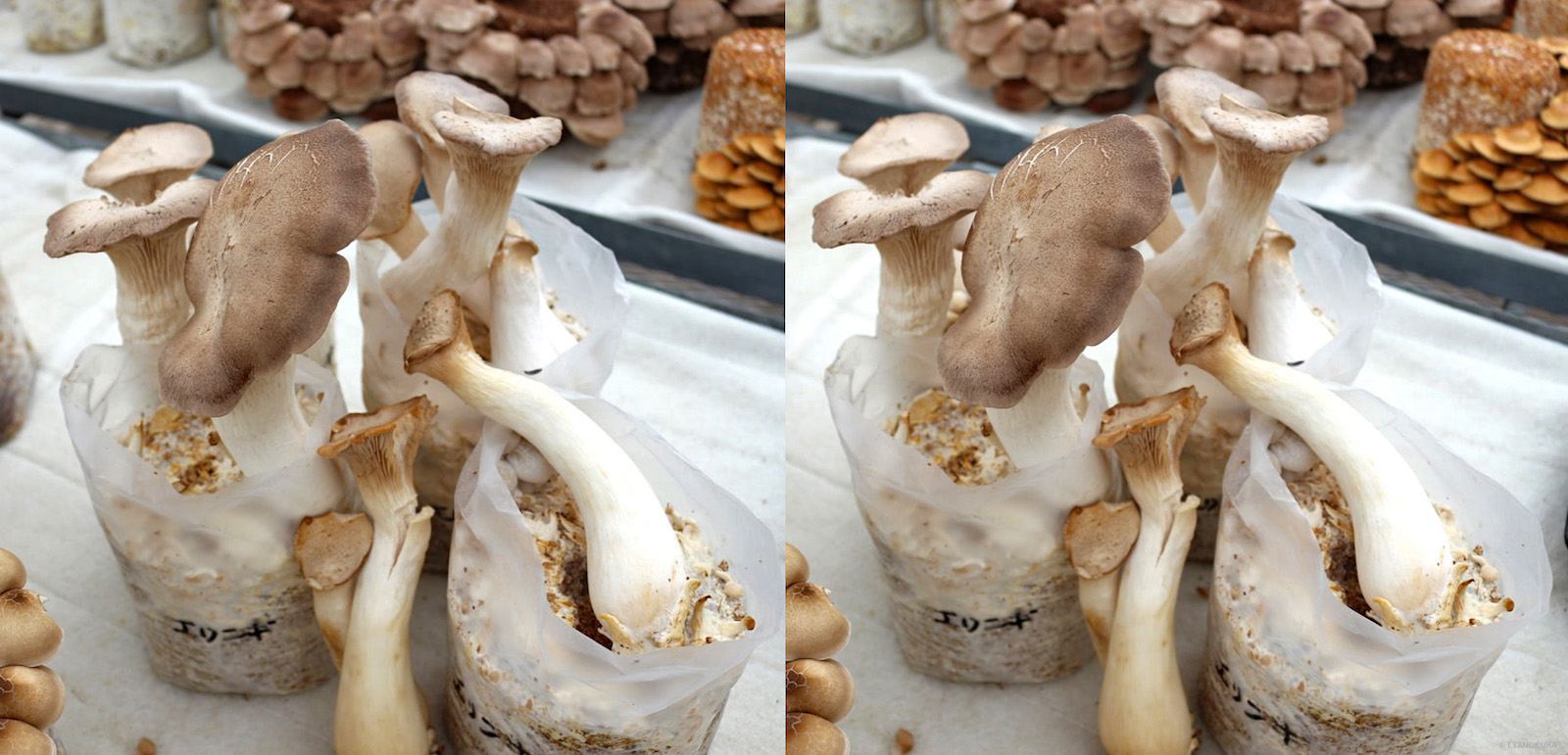 食用きのこ きのこ展 筑波実験植物園 2 発想法 情報処理と問題解決