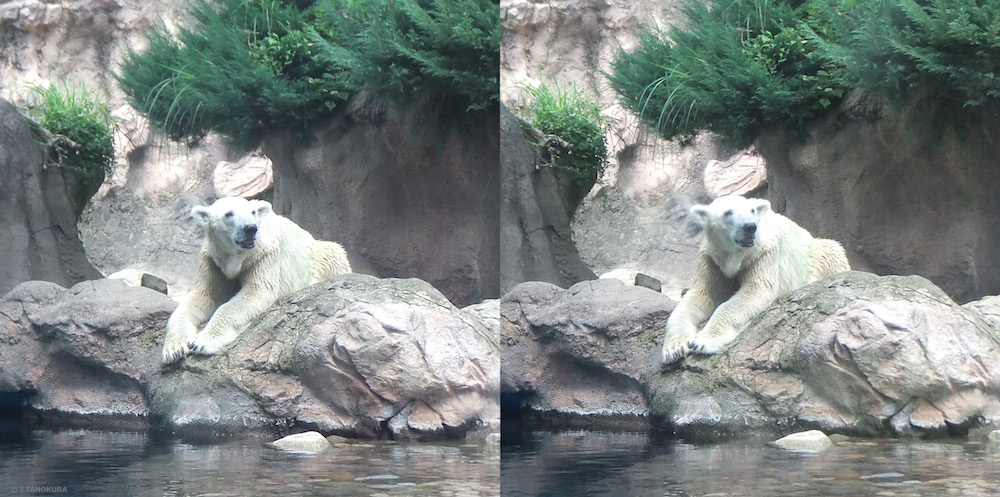 動物の生息環境をしる ズーラシア 亜寒帯の森 2 発想法 情報処理と問題解決 動物の生息環境をしる ズーラシア 亜寒帯の森 2 発想法 情報処理と問題解決