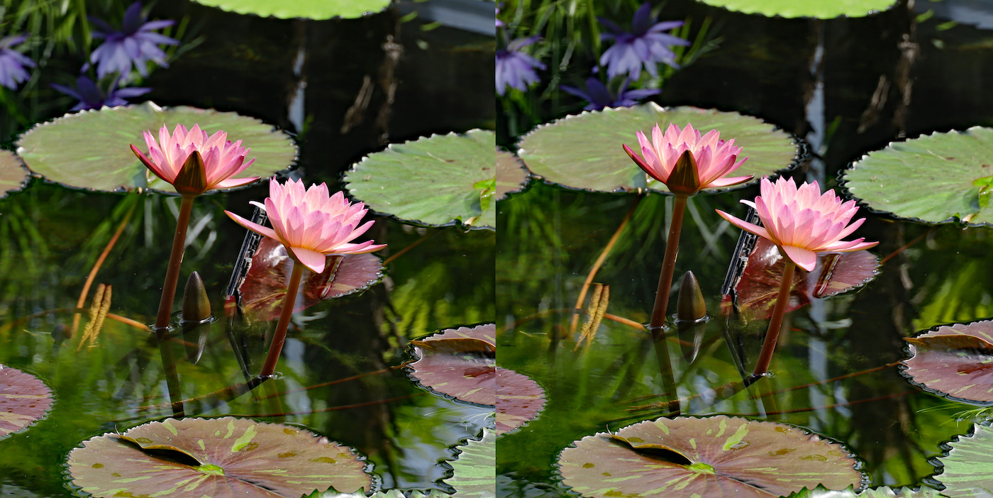 3d 咲くやこの花館 1 熱帯雨林植物室 発想法 情報処理と問題解決 3d 咲くやこの花館 1 熱帯雨林植物室 発想法 情報処理と問題解決