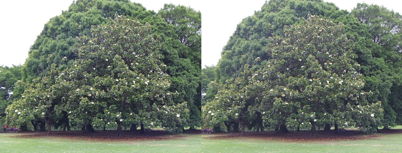 イギリス風景式庭園と植物 新宿御苑 19 発想法 情報処理と問題解決
