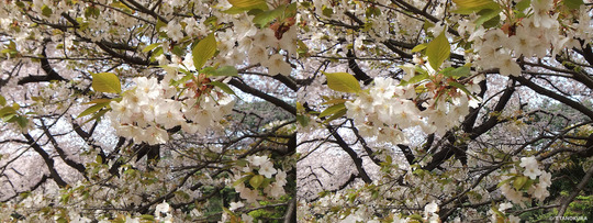 DSCF0621ab