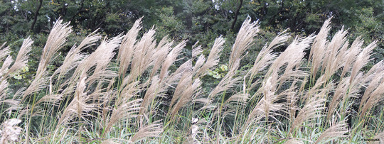 DSCF4125ab