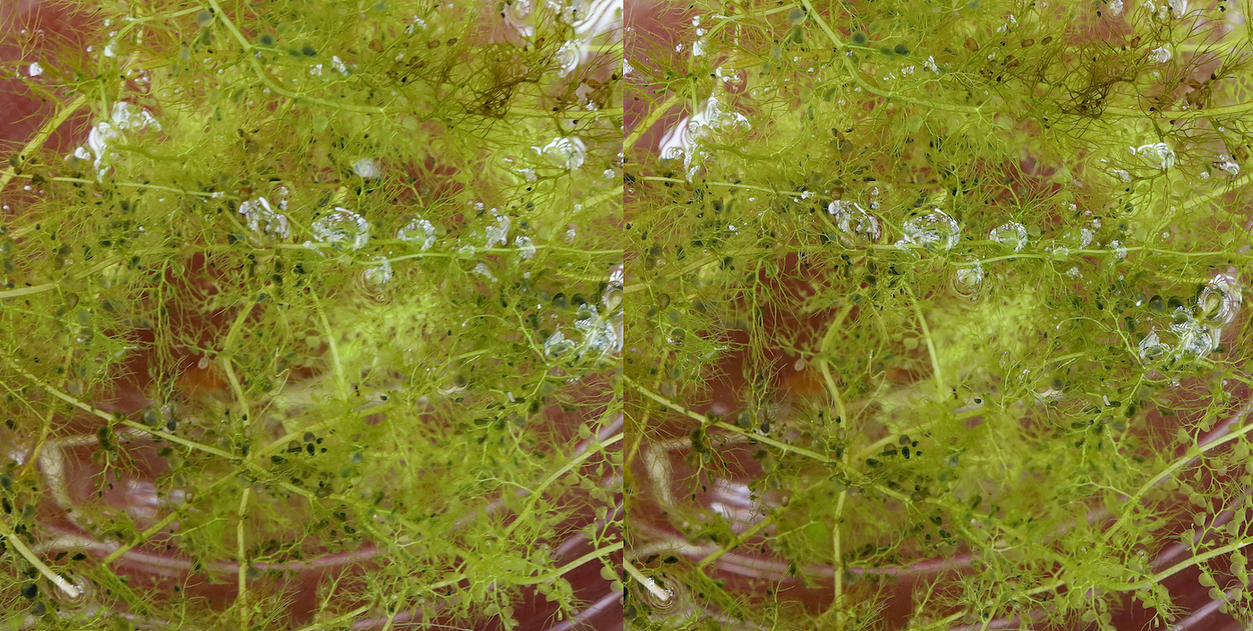 3d 神代植物公園 食虫植物展 発想法 情報処理と問題解決