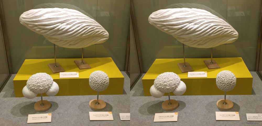 環境問題として花粉症をとらえなおす 企画展 花粉と花粉症の科学 国立科学博物館 発想法 情報処理と問題解決 環境問題として花粉症をとらえなおす 企画展 花粉と花粉症の科学 国立科学博物館 発想法 情報処理と問題解決
